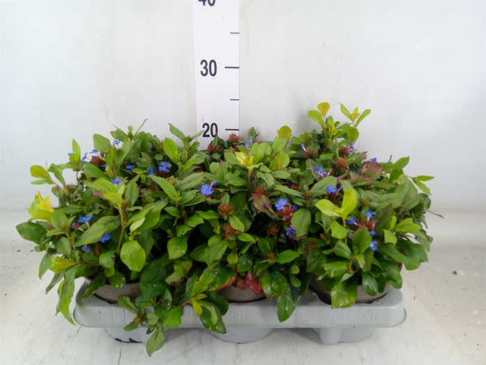 <h4>Ceratostigma plumbaginoides</h4>