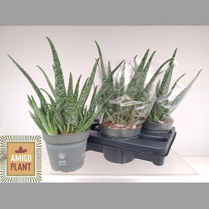 ALOE VERA