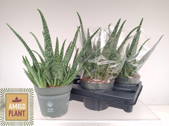 <h4>ALOE VERA</h4>