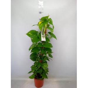 Epipremnum pinn.   ...moss stick