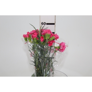 CRAVO SPRAY CELINE 060 CM