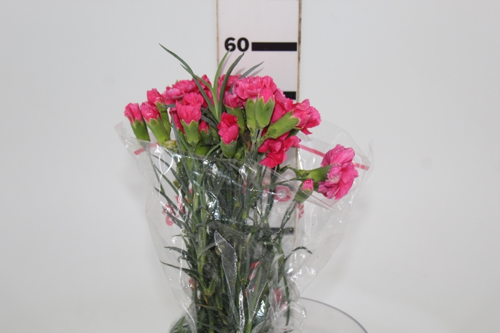 <h4>CRAVO SPRAY CELINE 060 CM</h4>