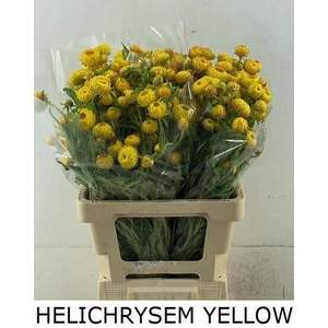 HELICHRYSUM OV
