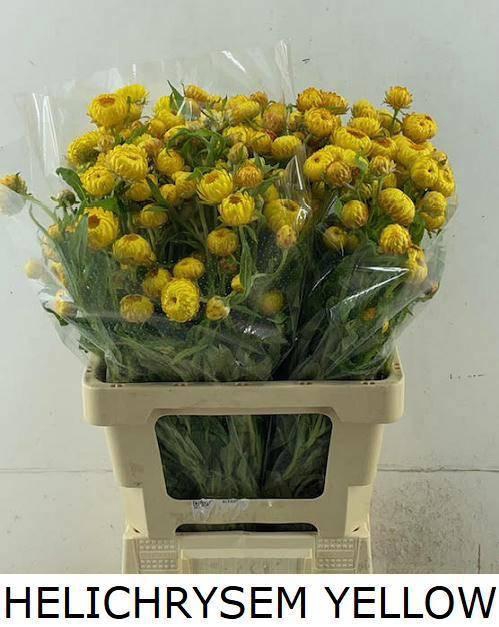 <h4>HELICHRYSUM OV</h4>