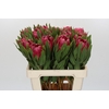 Protea Brenda