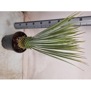 YUC ROSTRATA