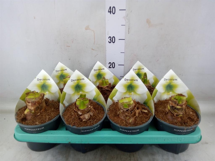 <h4>Hippeastrum   ...</h4>