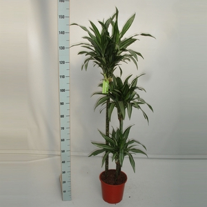 Dracaena fr de 'Ulises'