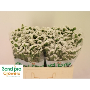 LIM S GLACIER TROPHY