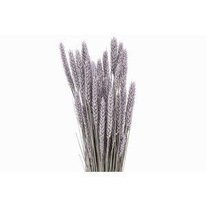 Dried Triticum X5 Frosted Milka Bunch