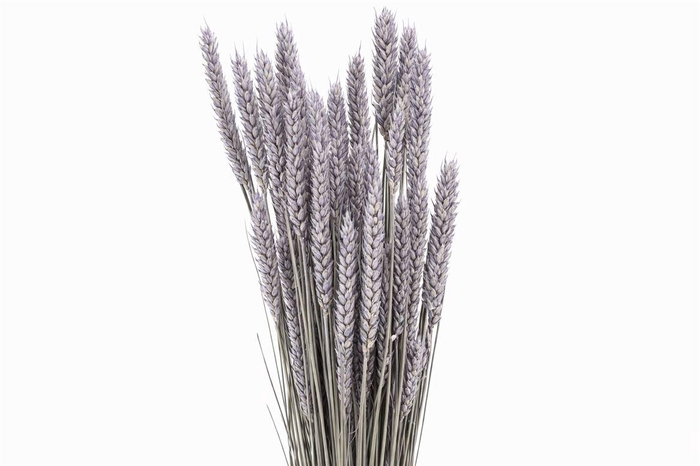 Dried Triticum X5 Frosted Milka Bunch