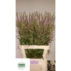 Veronicastrum Fascinatio Theews