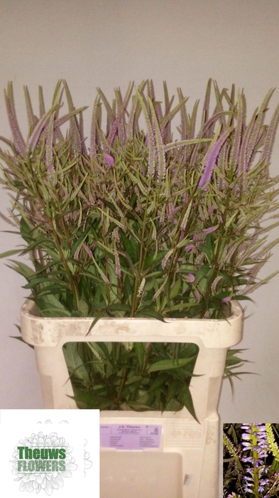 <h4>Veronicastrum Fascinatio Theews</h4>