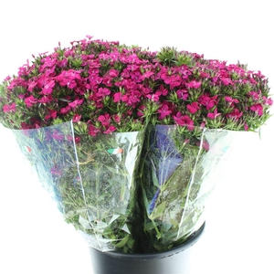 Di Barb Amazon Cherry