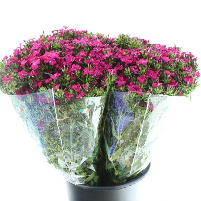 Di Barb Amazon Cherry