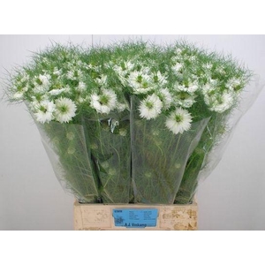 NIGE D BRIDAL WHITE
