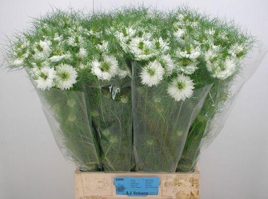 <h4>NIGE D BRIDAL WHITE</h4>
