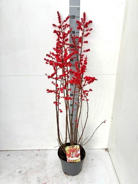 <h4>ILEX VERTICILLATA</h4>