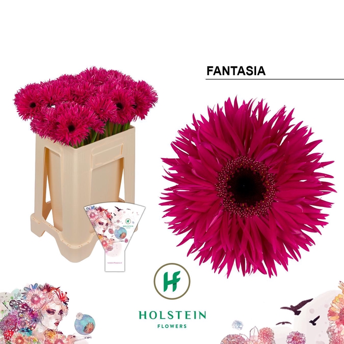<h4>Gerbera Spider Fantasia</h4>