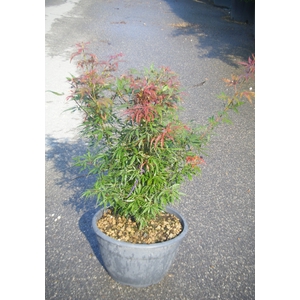 Acer palmatum