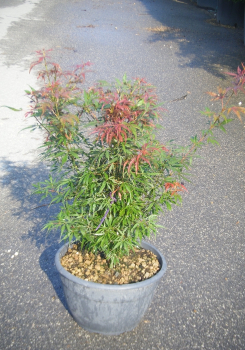 <h4>Acer palmatum</h4>