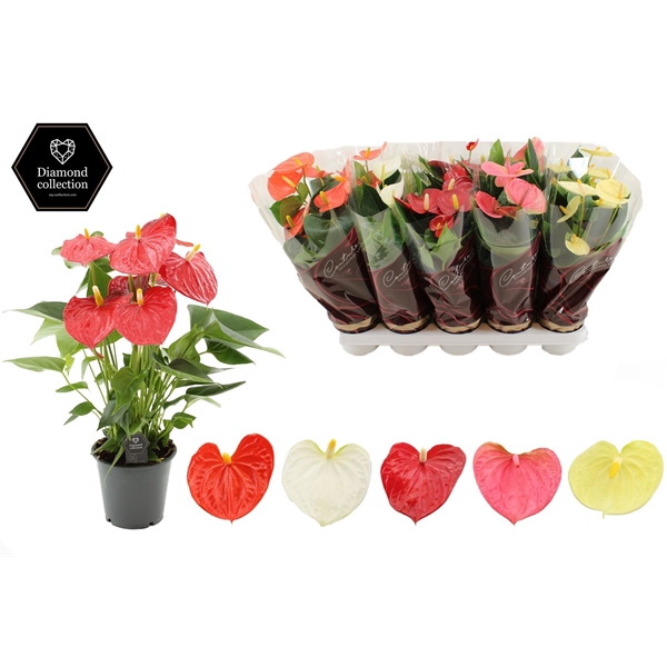 <h4>Anthurium 12 cm 4 color mix - Diamond sleeve</h4>