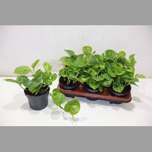 Epipr Global Green
