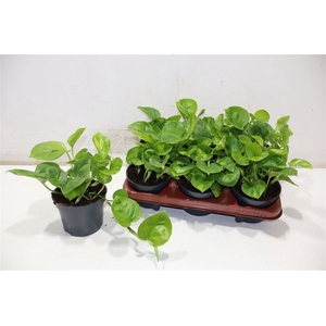 Epipr Global Green