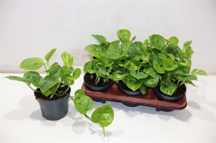 <h4>arr8 Epipr Global Green</h4>