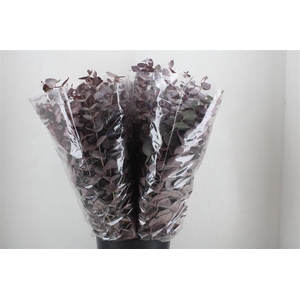 Euca Cinerea Red Abs P Bunch