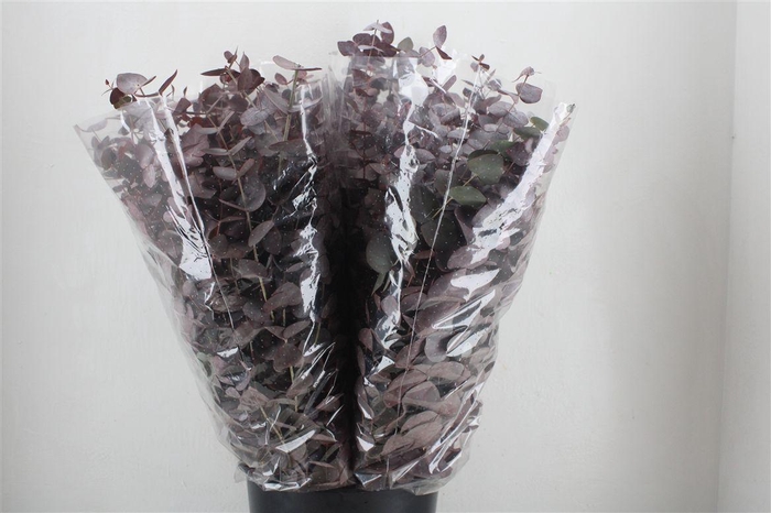 <h4>Euca Cinerea Red Abs P Bunch</h4>