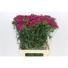 Dianthus Br Amazon Neon Cherry