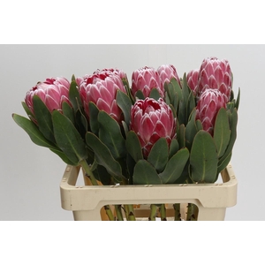 Protea Lady Di