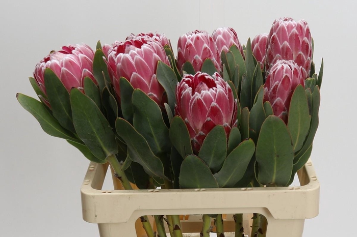<h4>Protea Lady Di</h4>