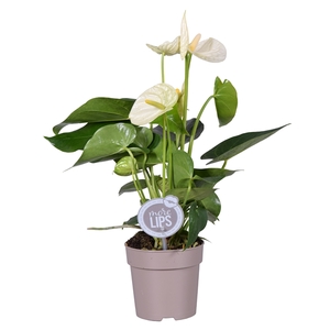 MoreLIPS® Anthurium Cocos