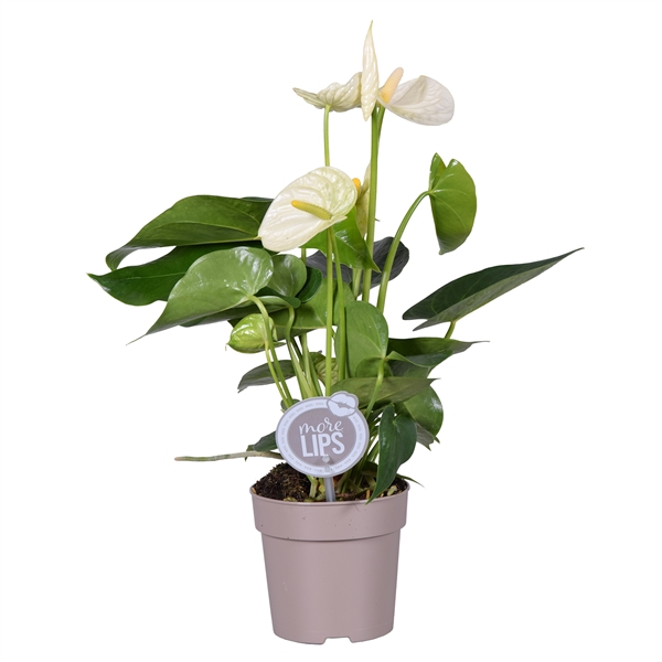 <h4>MoreLIPS® Anthurium Cocos</h4>