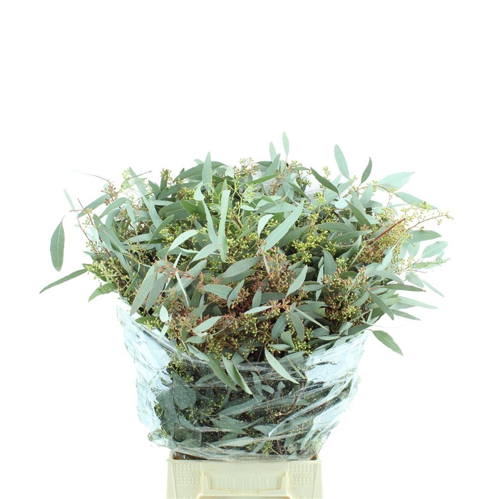 <h4>Populus Bes Lang</h4>