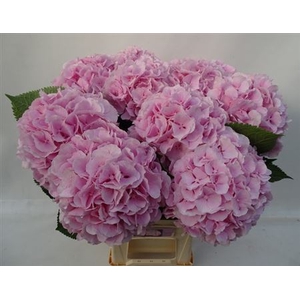 Hydr M Verena Rose 65 Cm