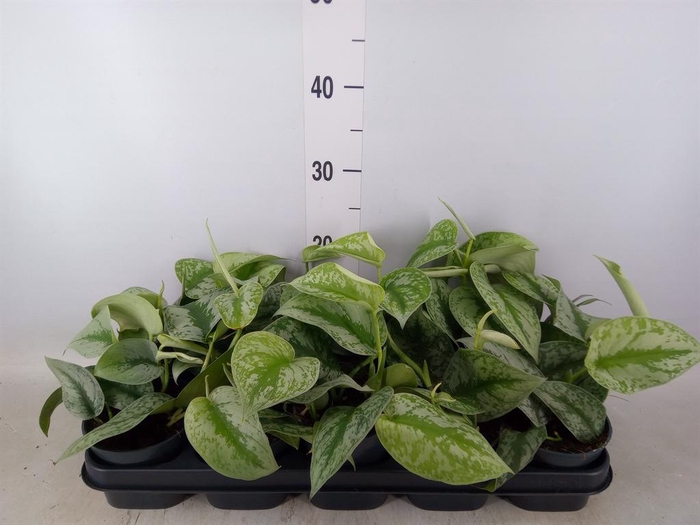 <h4>Scindapsus pictus 'Trebie'</h4>