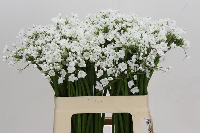 <h4>Allium Flocon</h4>