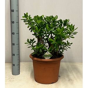 CRASS OVATA