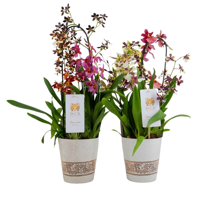 <h4>Orchideeen Orchideeën gemengd in po</h4>