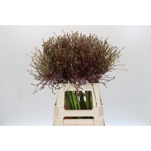 Allium Schubertii