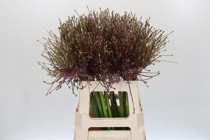 <h4>Allium Schubertii</h4>