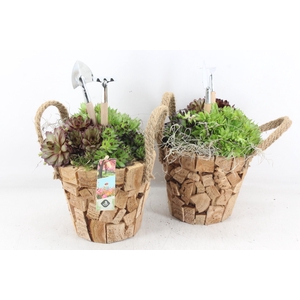 arr4 Semp JS - Hout pot nature oor