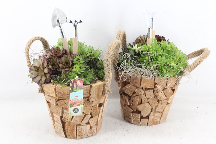 <h4>arr4 Semp JS - Hout pot nature oor</h4>