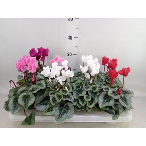 Cyclamen MD 'Rembrandt'