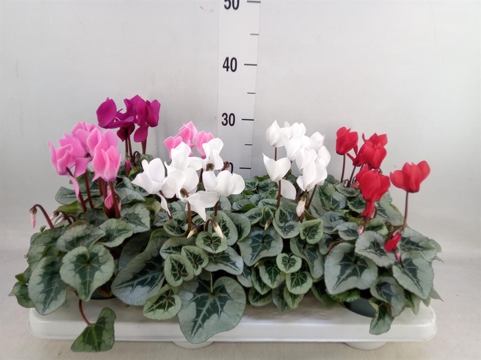 <h4>Cyclamen MD 'Rembrandt'</h4>