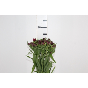 ALSTROEMERIA POMPEII 080 CM