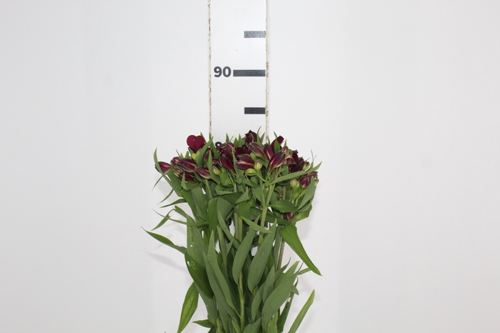 <h4>ALSTROEMERIA POMPEII 080 CM</h4>